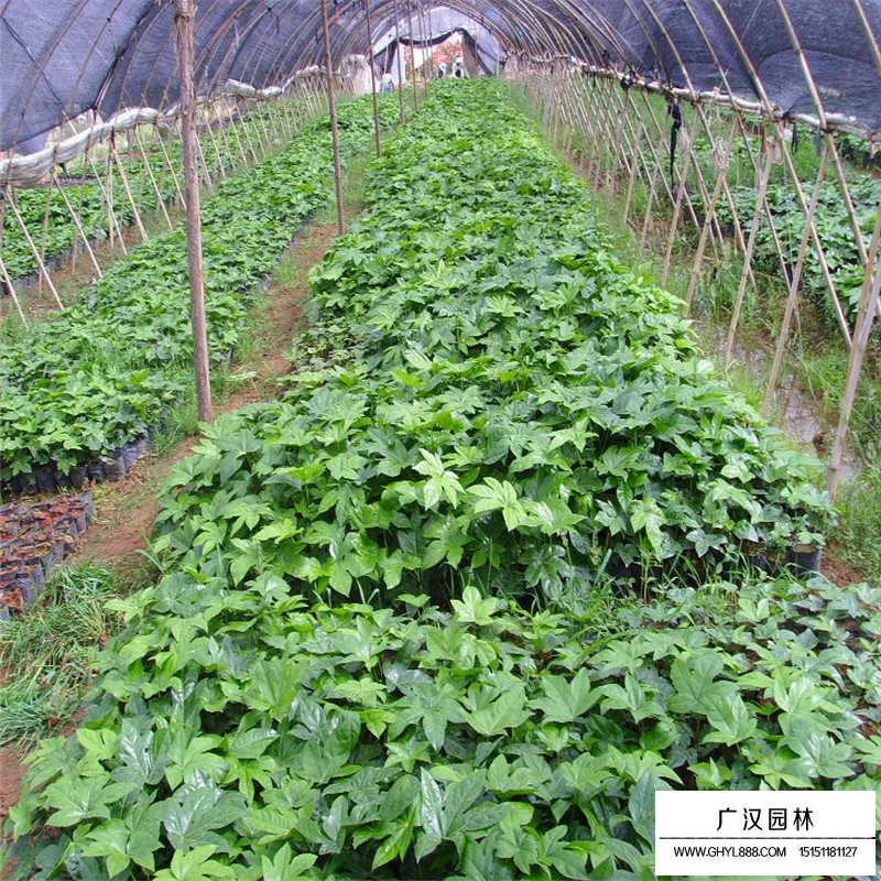 八角金盤基地