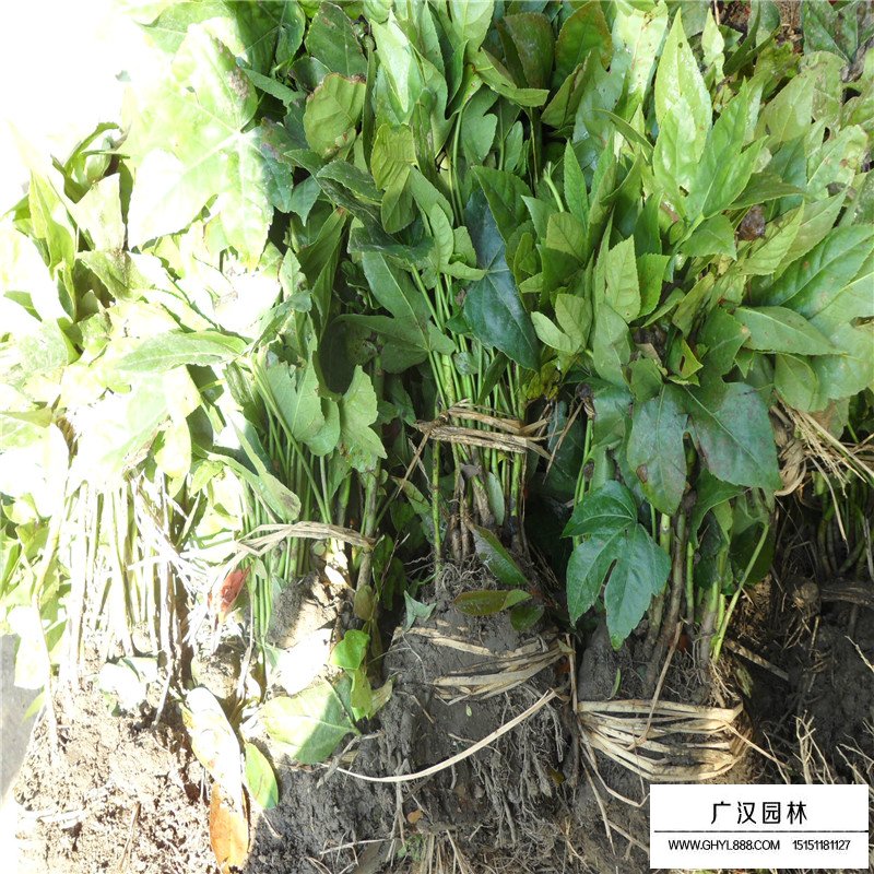 八角金盤基地