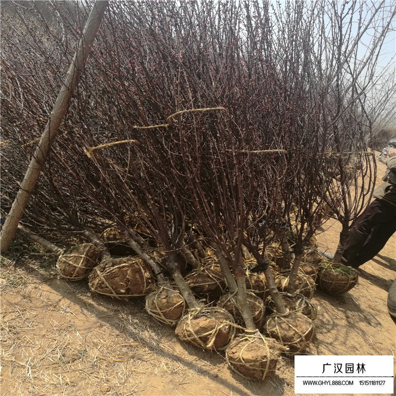 沭陽榆葉梅基地