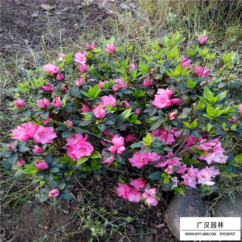 沭陽春鵑價格