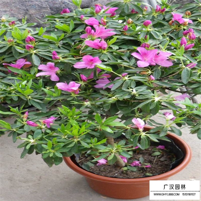 沭陽春鵑價格