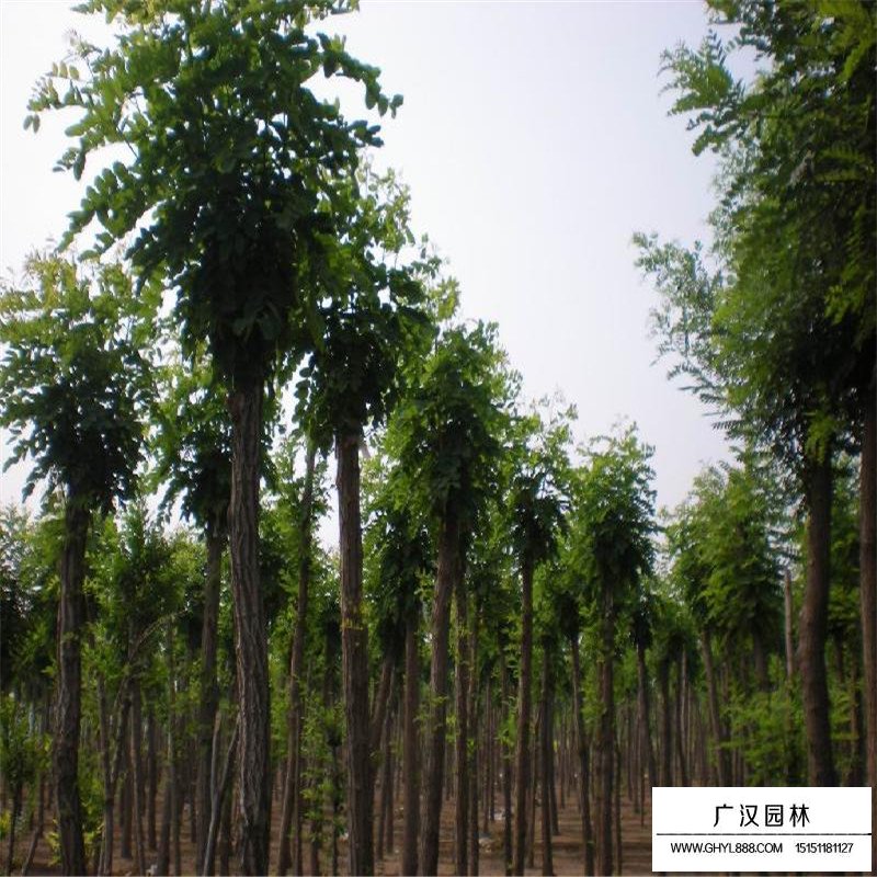 刺槐供應基地