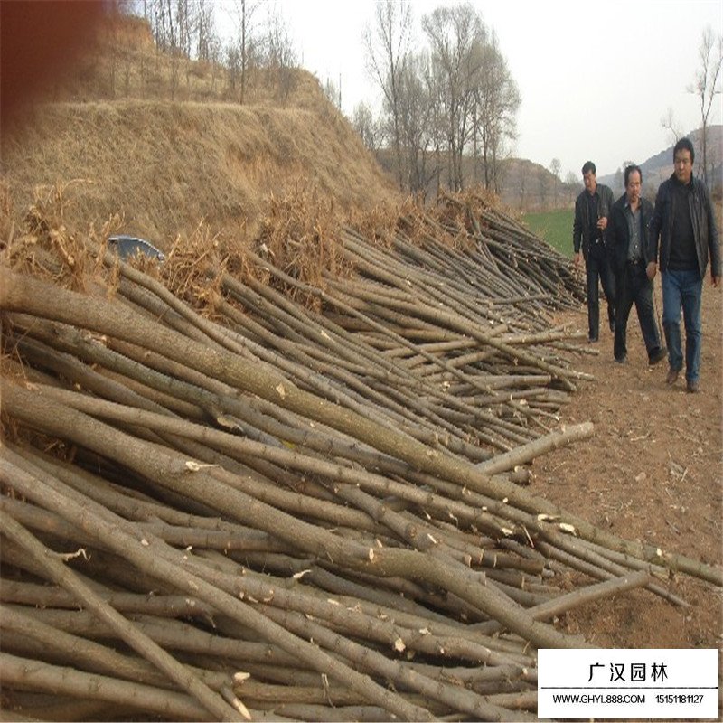 刺槐供應基地