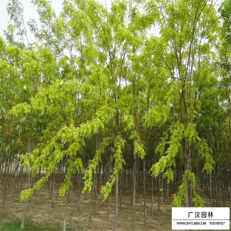 刺槐供應基地