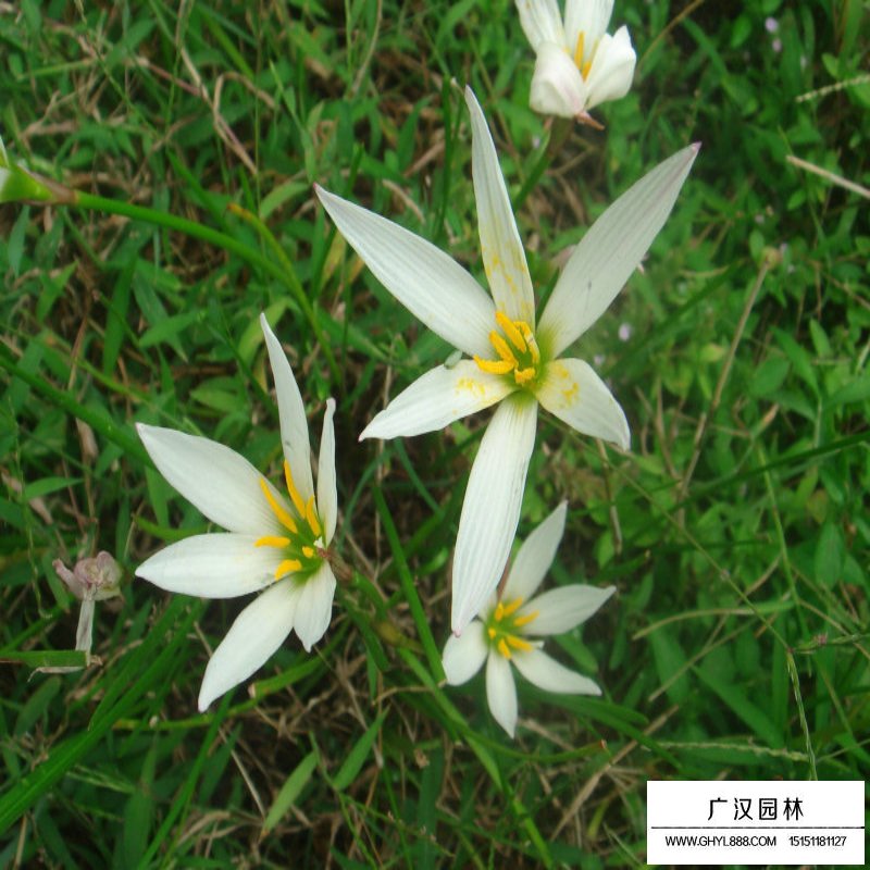 沭陽蔥蘭基地