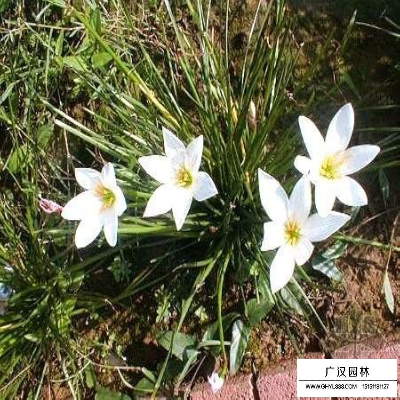 沭陽蔥蘭基地