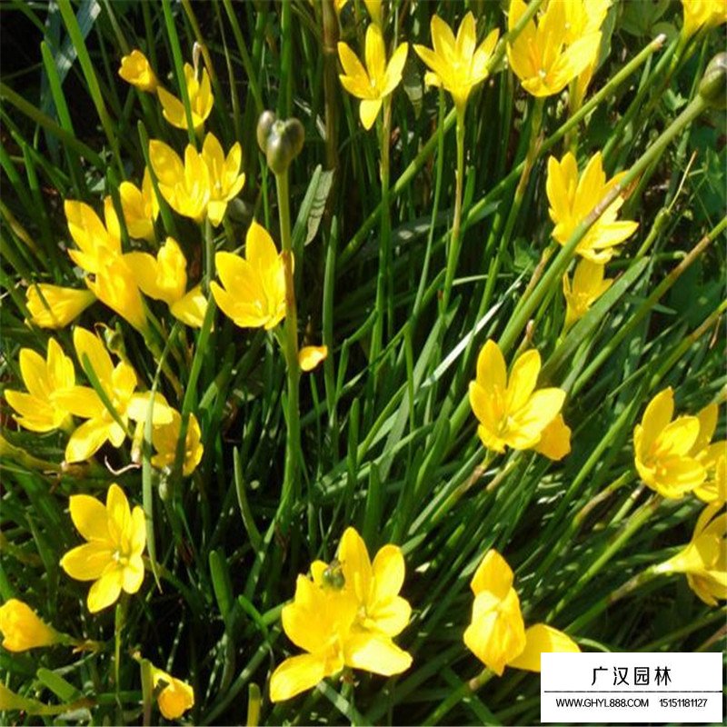 沭陽蔥蘭基地