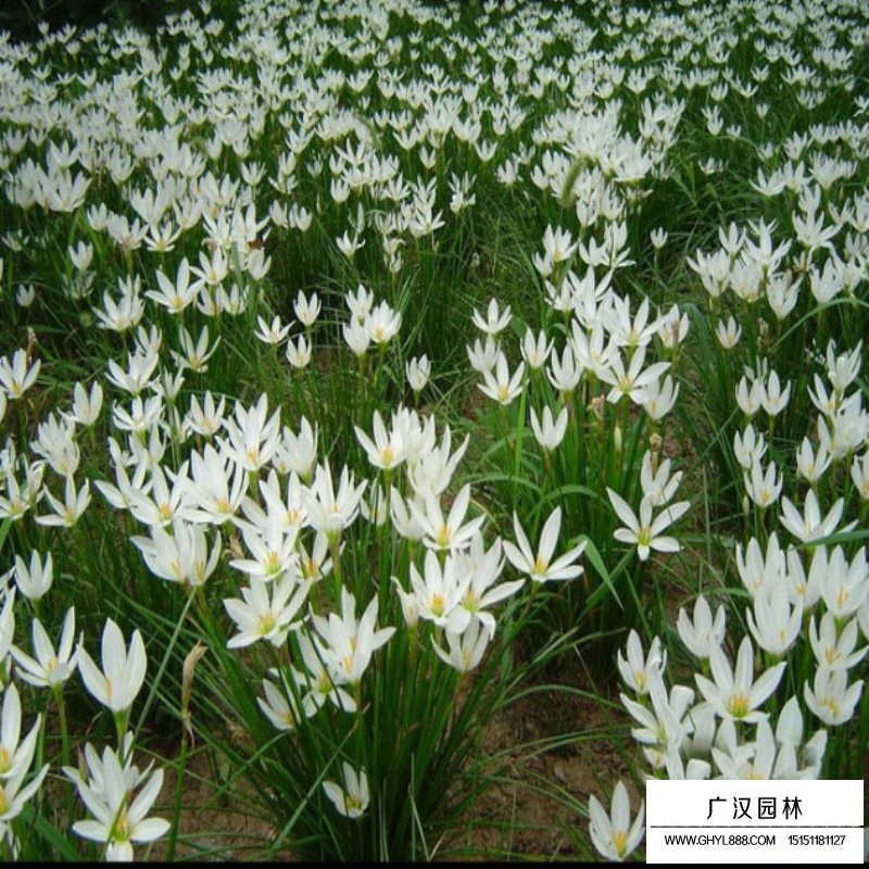 沭陽蔥蘭基地