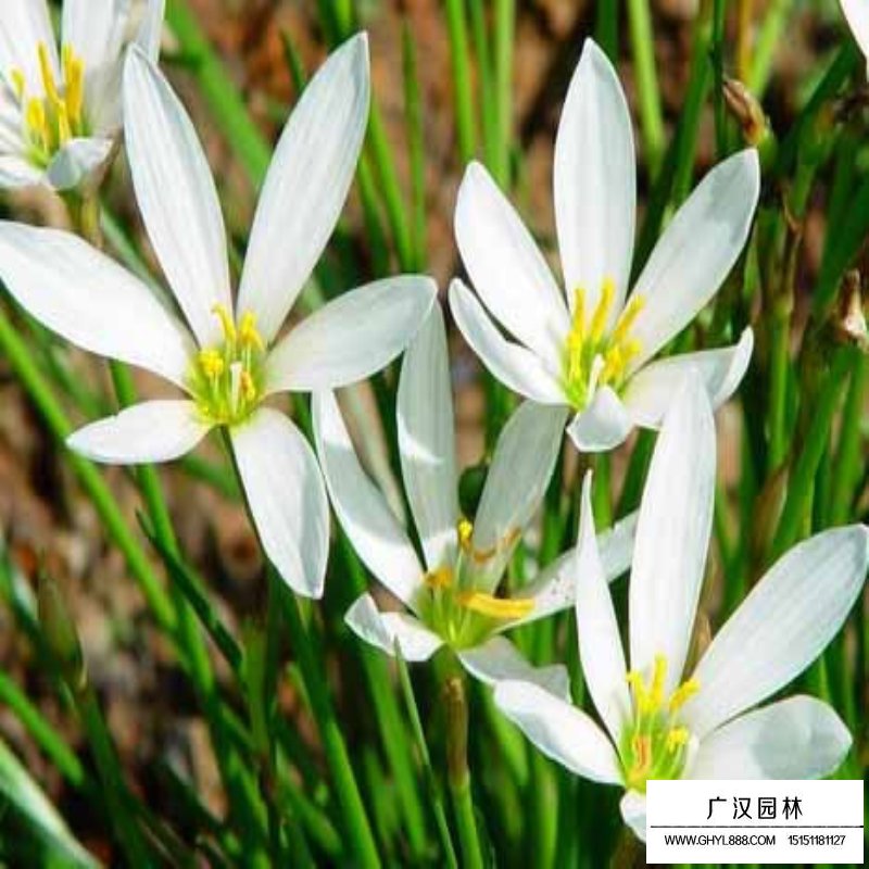沭陽蔥蘭基地