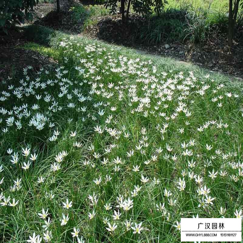 沭陽蔥蘭基地
