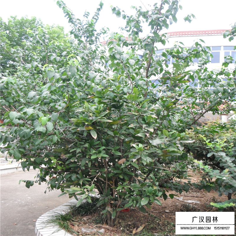 叢生臘梅產地
