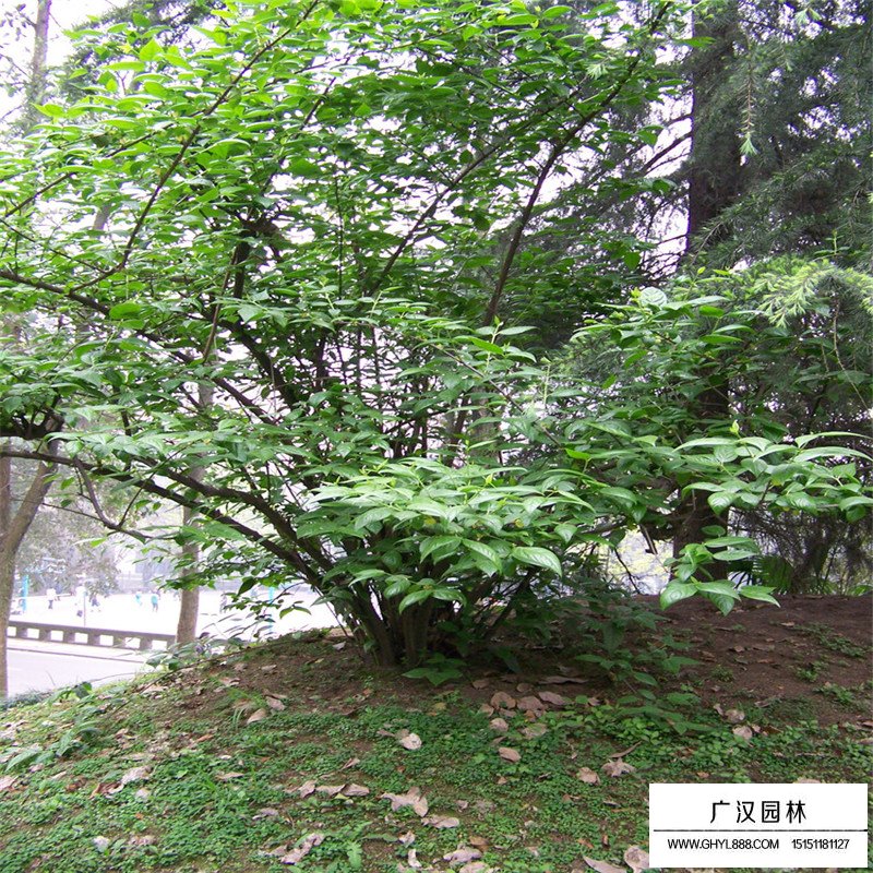 叢生臘梅產地