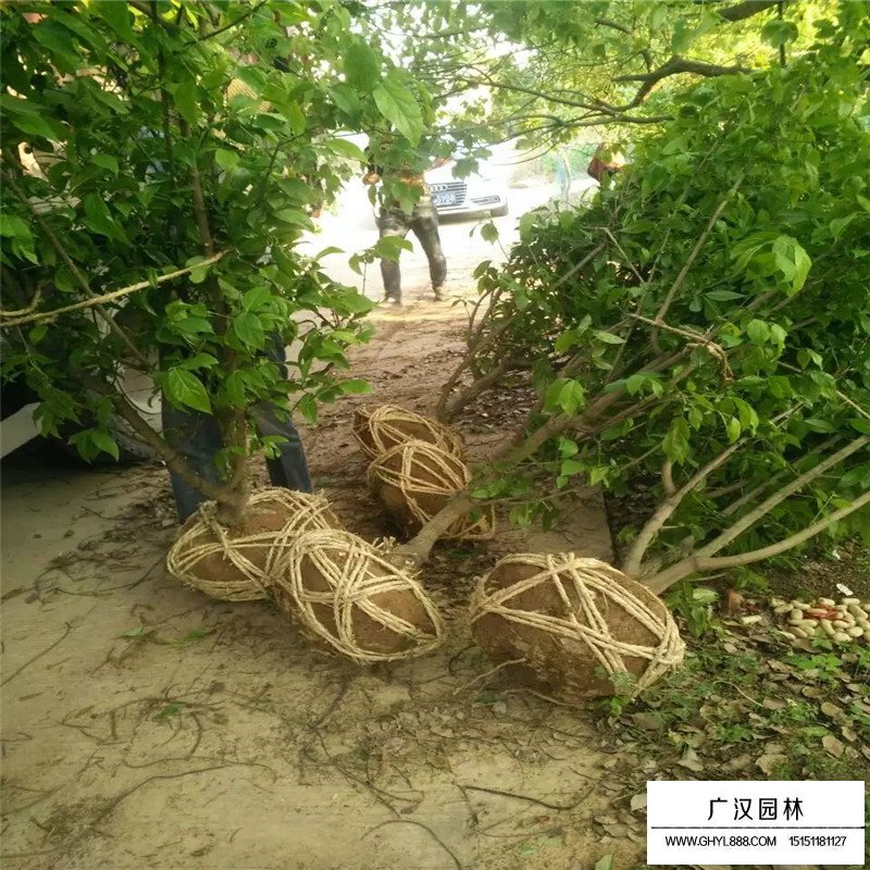 叢生臘梅產地