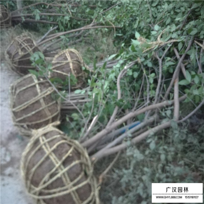 叢生臘梅產地