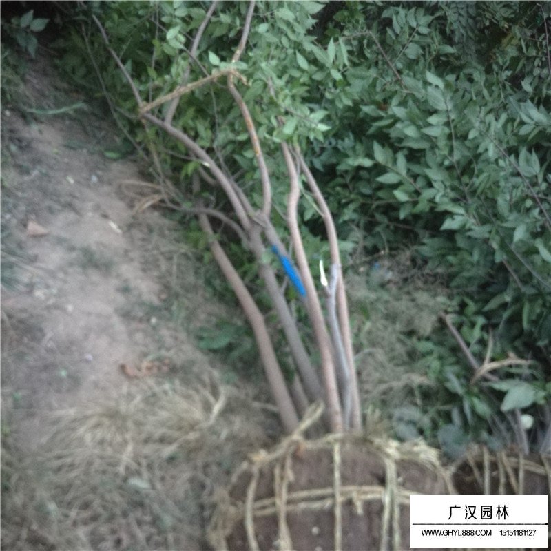 叢生臘梅產地