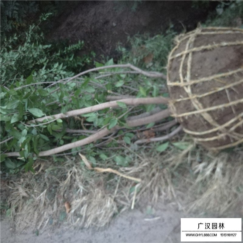 叢生臘梅產地