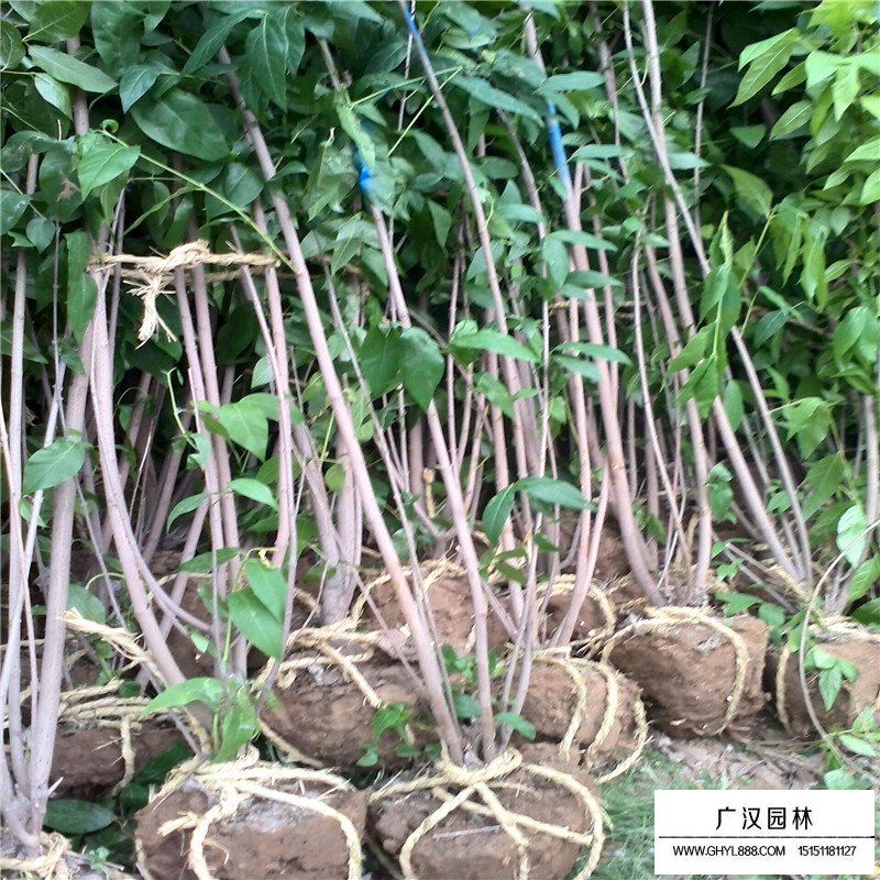 叢生臘梅產地