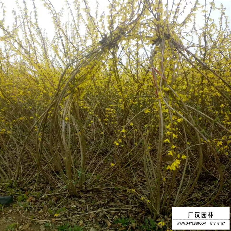 叢生連翹產地