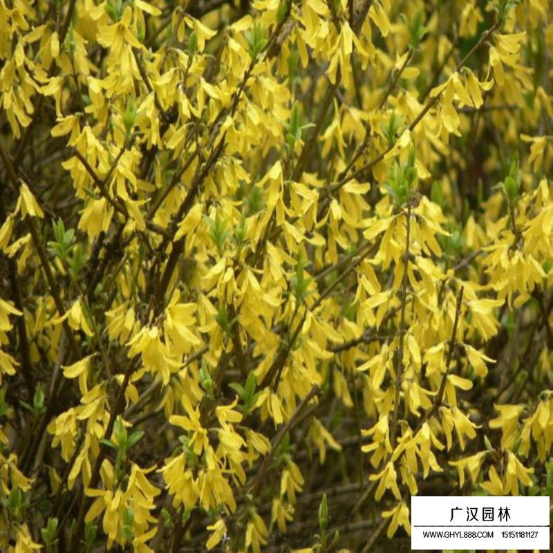 叢生連翹產地