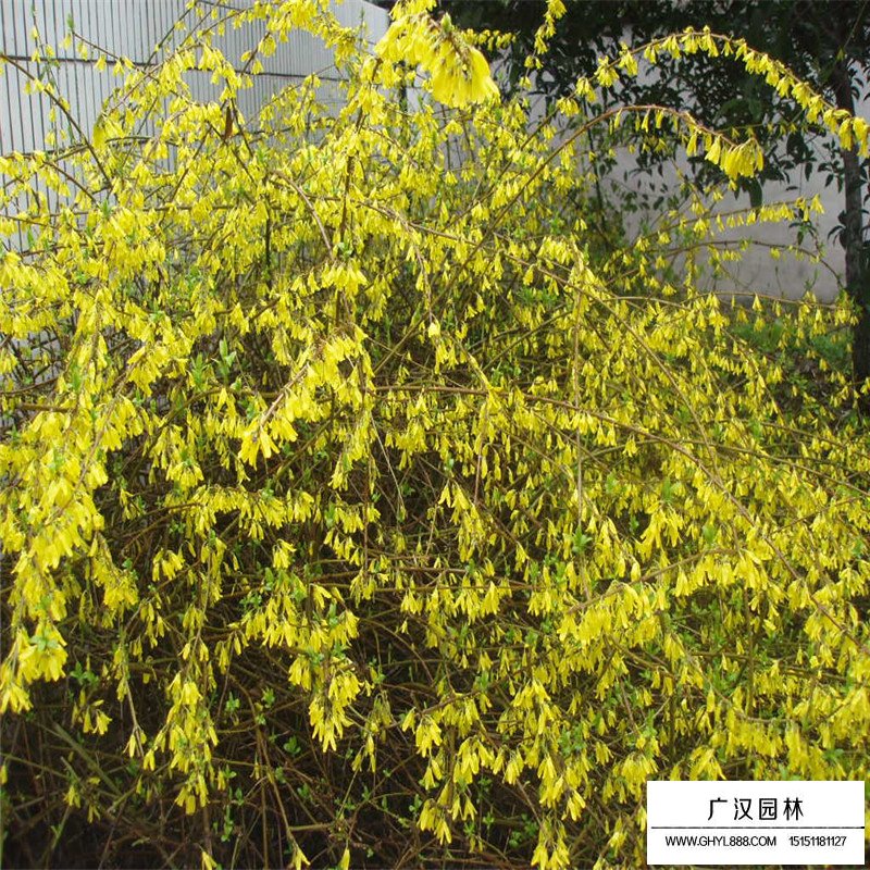 叢生連翹產地