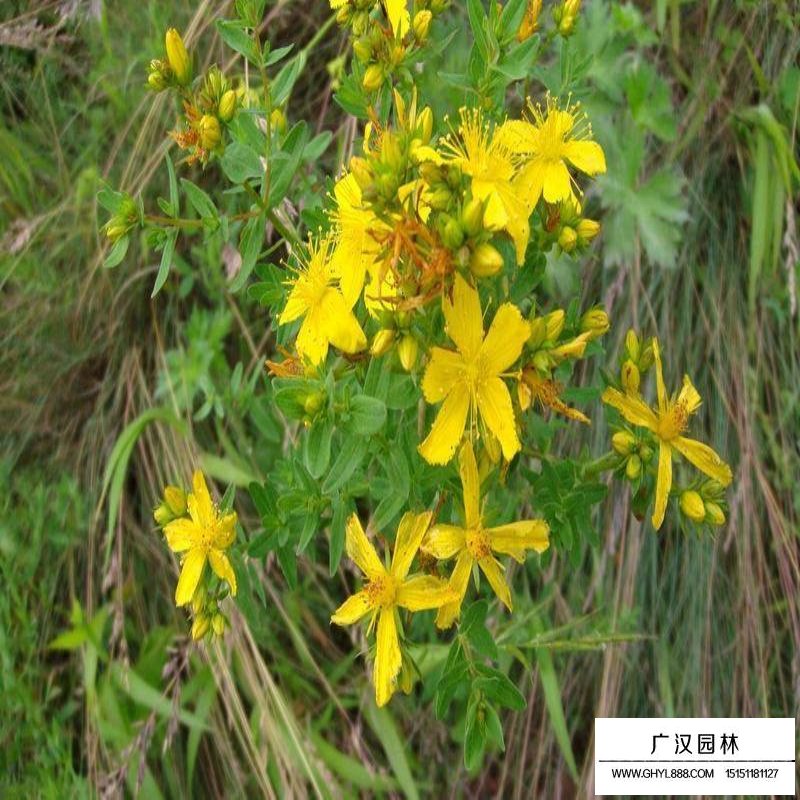 叢生連翹產地