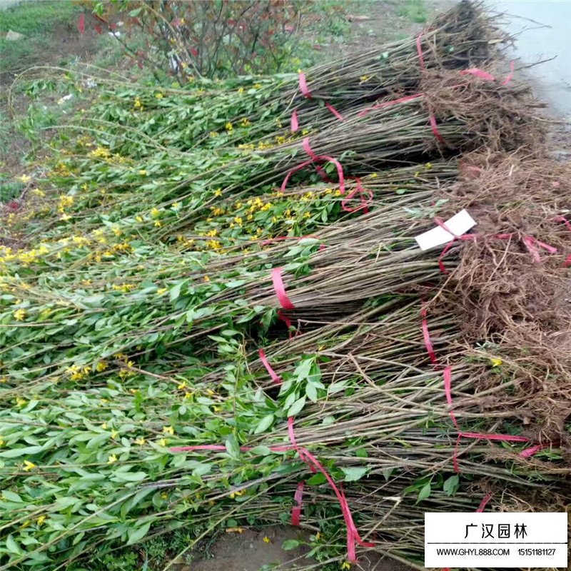 叢生連翹產地