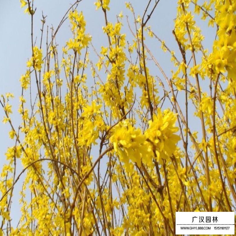 叢生連翹產地