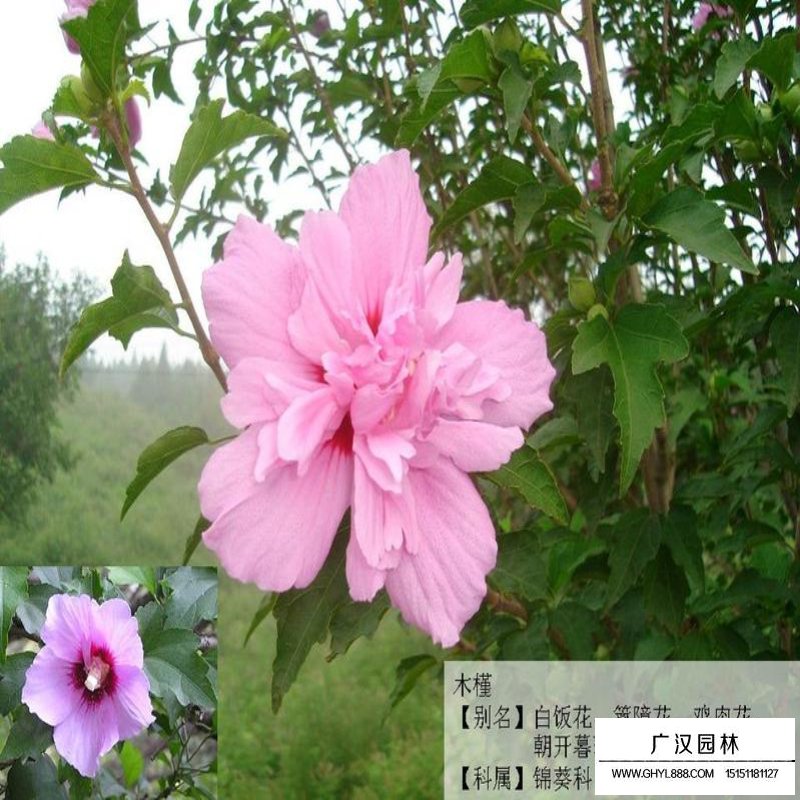 叢生木槿產地