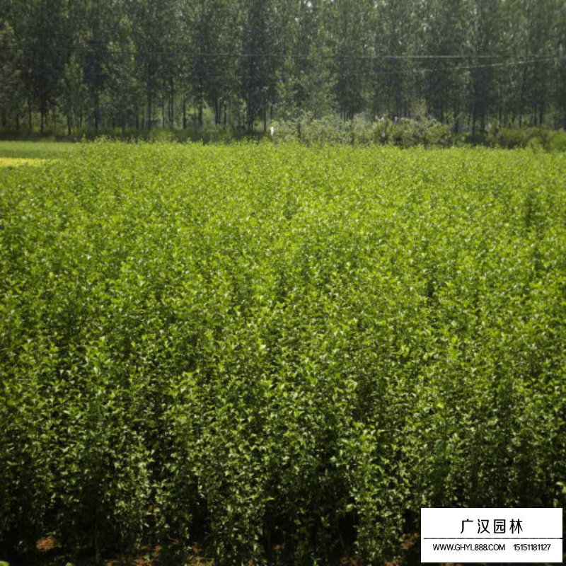叢生木槿產地