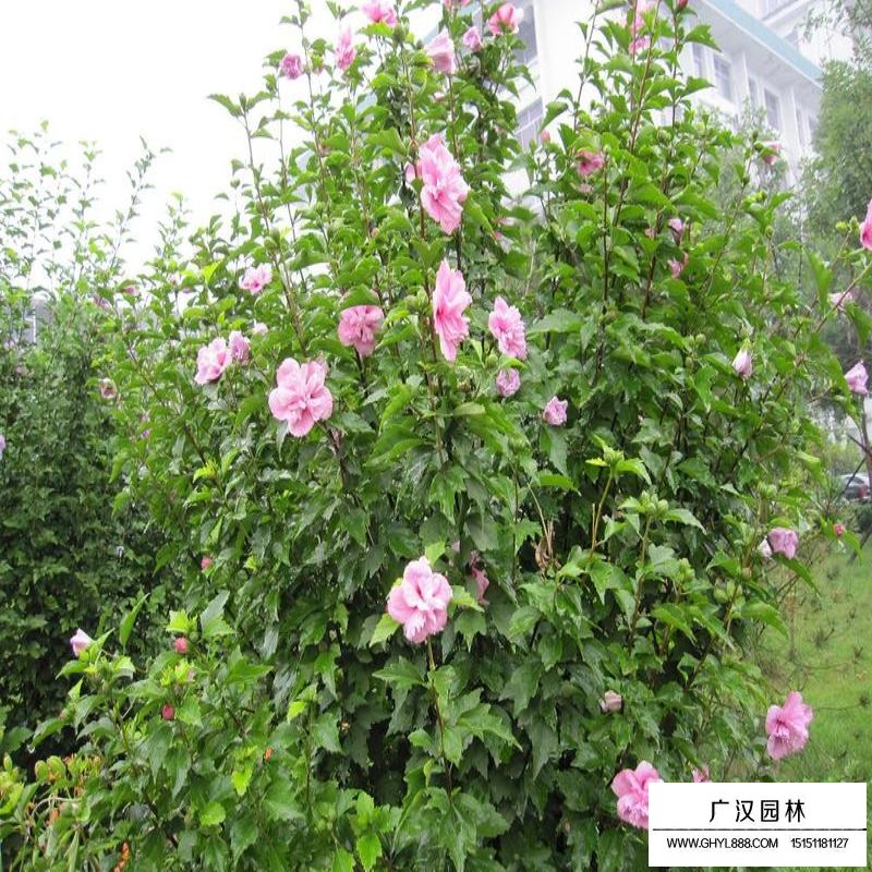 叢生木槿產地