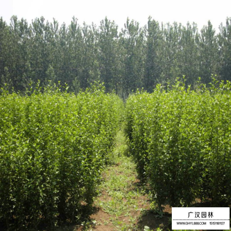 叢生木槿產地