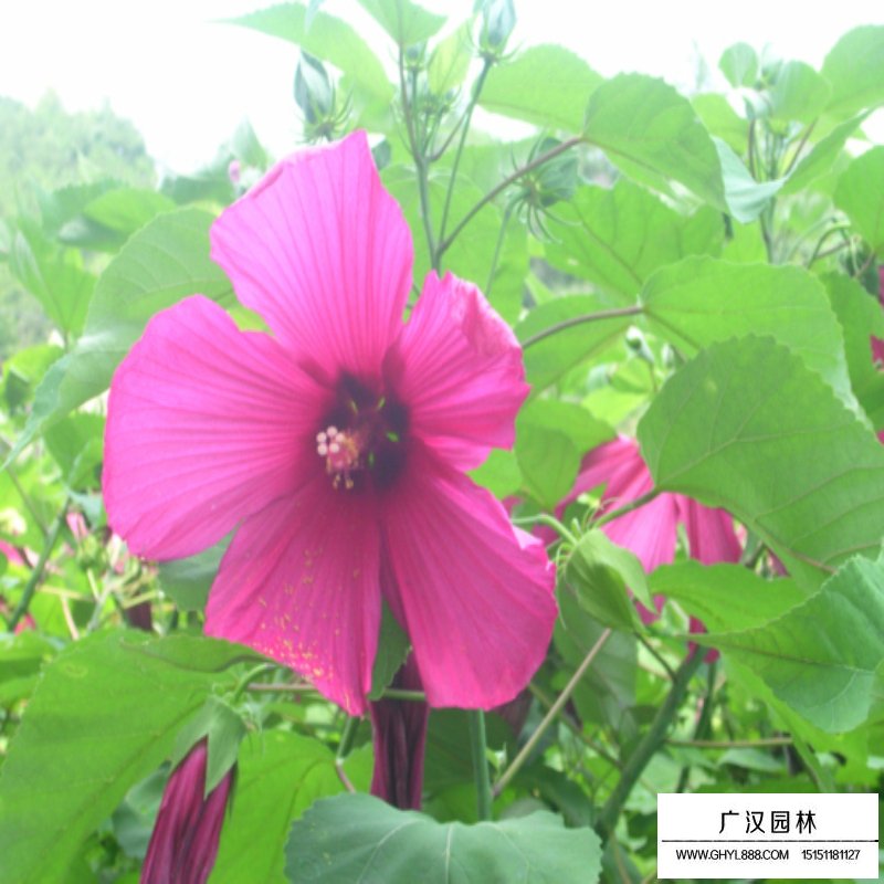 叢生木槿產地