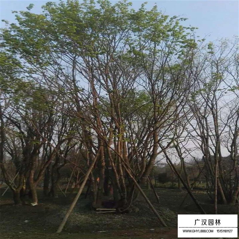 叢生五角楓產地