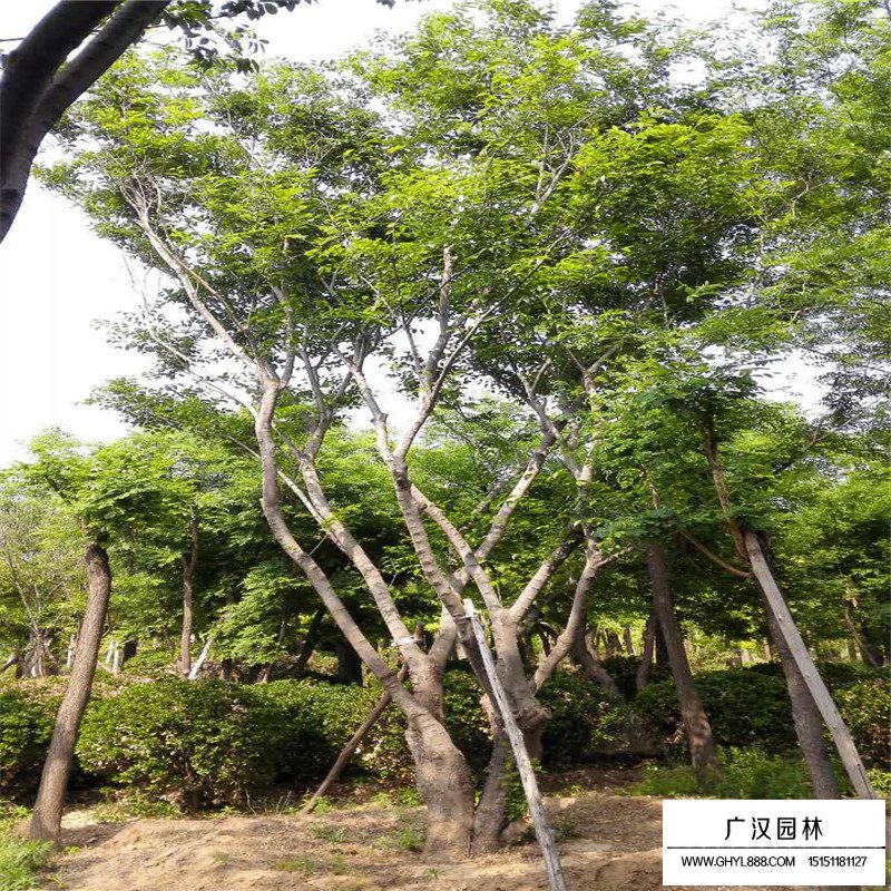 叢生五角楓產地