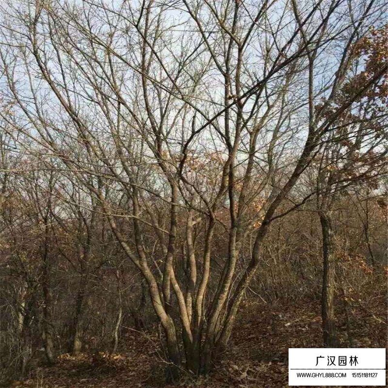 叢生五角楓產地