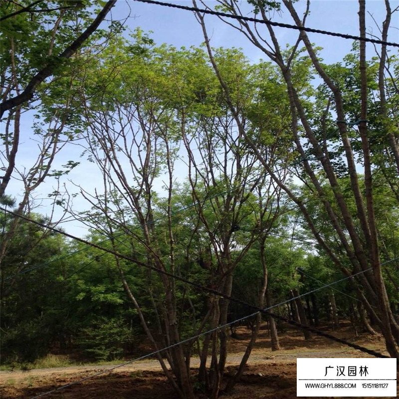 叢生五角楓產地