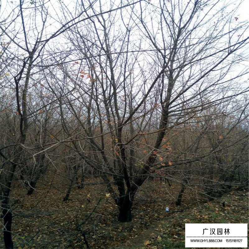 叢生五角楓產地