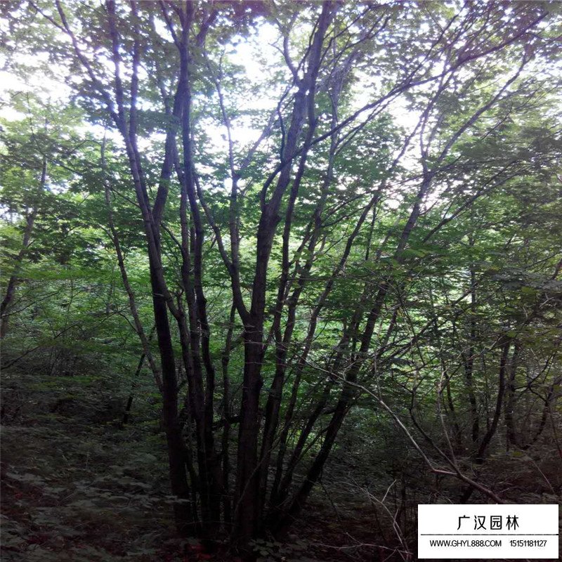 叢生五角楓產地