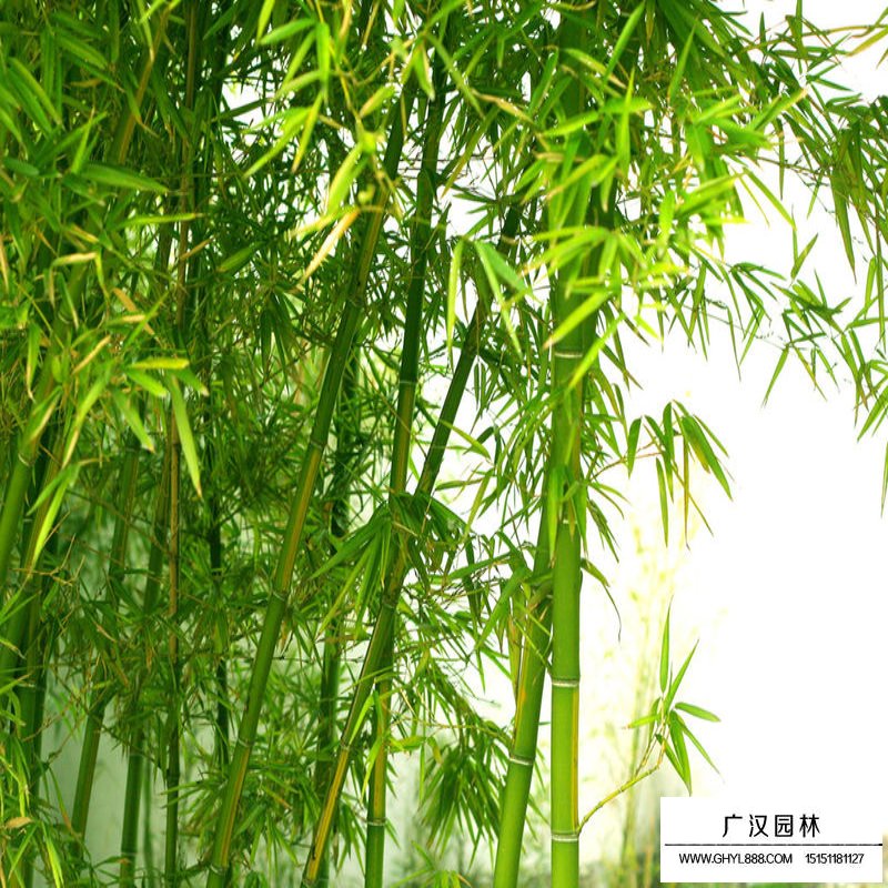 沭陽翠竹產地