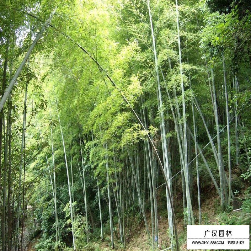沭陽翠竹產地