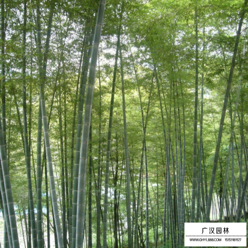 沭陽翠竹產地
