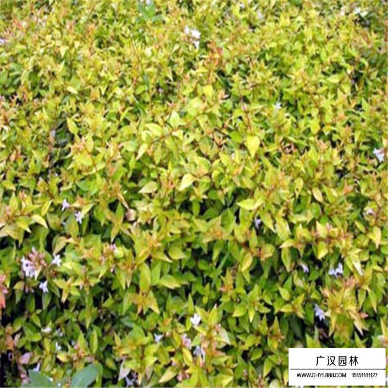 大花六道木產地