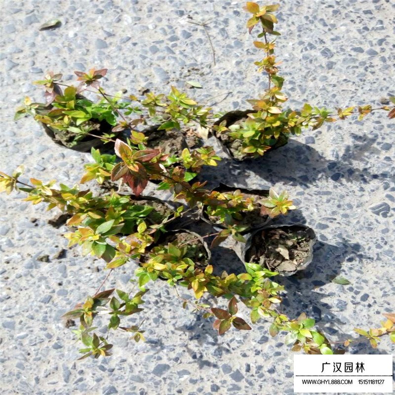 大花六道木產地