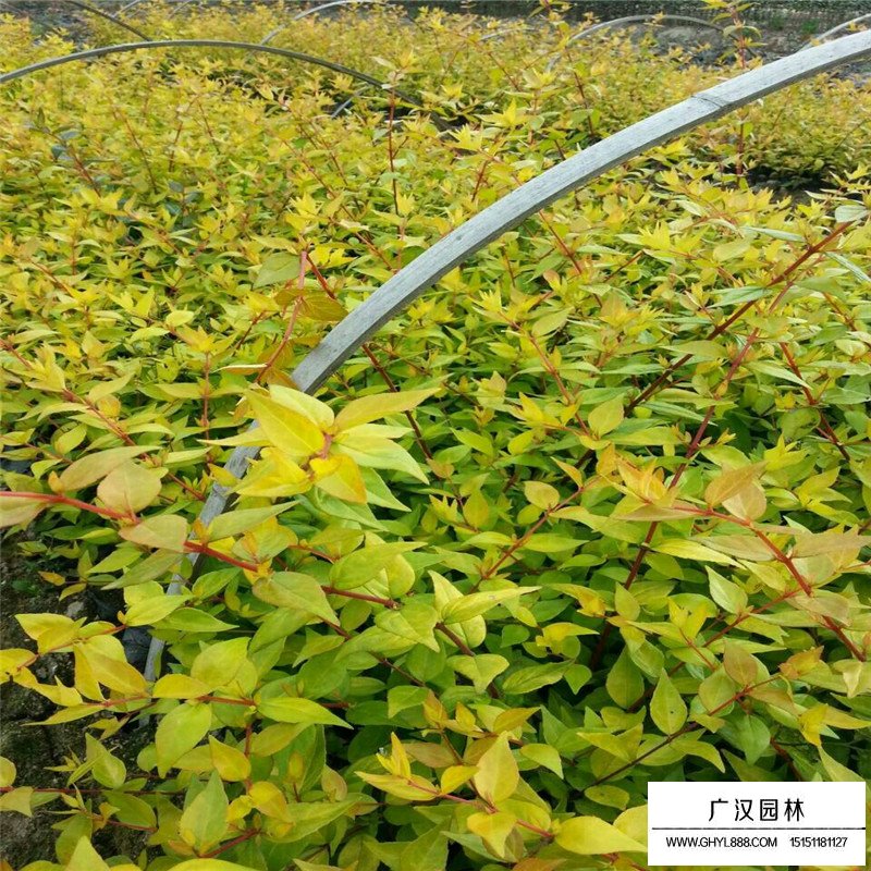 大花六道木產地