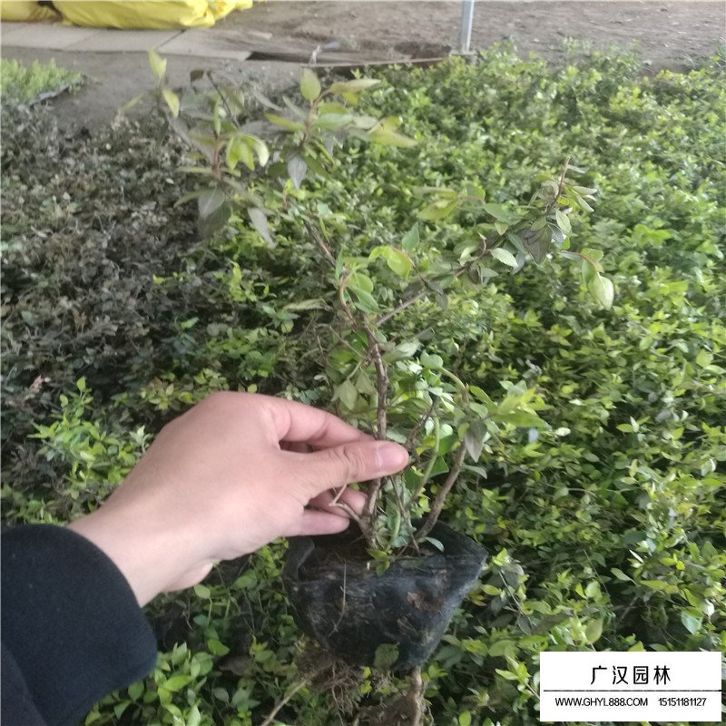大花六道木產地