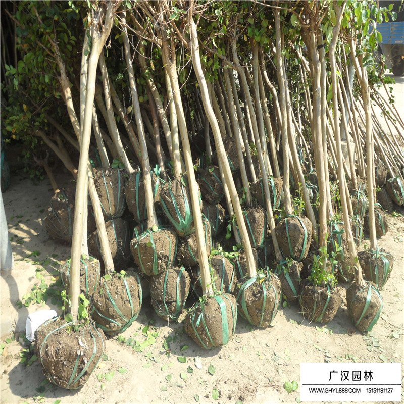 大花紫薇產地