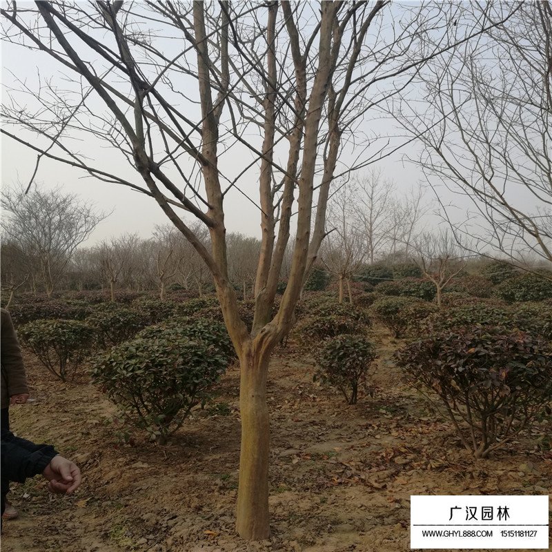 大花紫薇產地