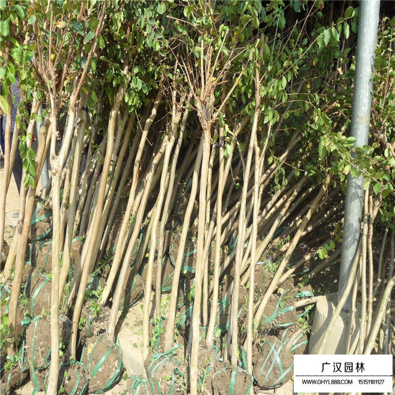 大花紫薇產地