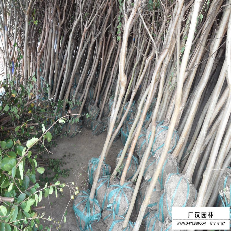大花紫薇產地