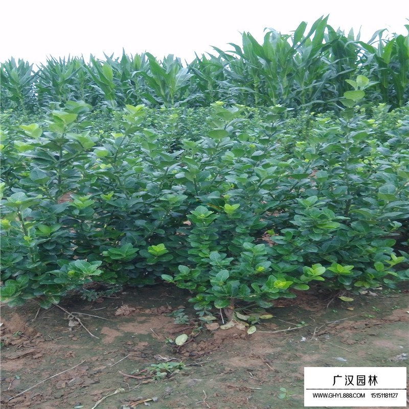 大葉扶芳藤產地